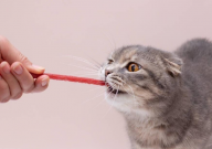 猫条和猫粮哪个营养高（更好）