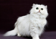 波斯猫怎么看纯不纯(判断)