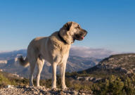 高加索犬和坎高犬哪个厉害(更凶猛)