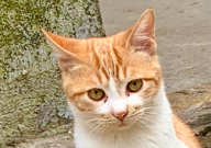 猫被蚊子咬了怎么办(小妙招)