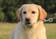 拉布拉多冬天需要穿衣服吗（怎么保暖）