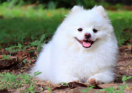 博美犬资料（详细介绍大全）
