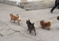 小区养狗扰民怎么办(归谁管)