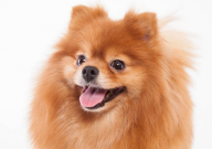 博美犬的特点和性格(优缺点)