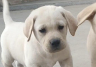 拉布拉多的来历（历史）