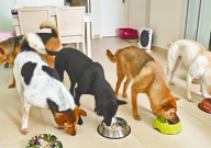 狗粮经常换好还是不换好(为什么)