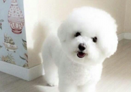 比熊可以吃青枣吗(怎么吃)