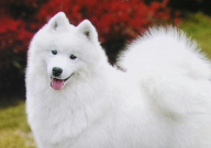 萨摩耶能吃火龙果吗(怎么吃)