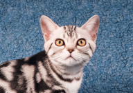 宠物猫流泪有眼屎怎么回事(怎么办)