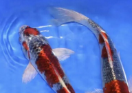 鱼缸里的锦鲤掉鳞怎么办(处理方法)