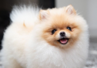 博美犬有多重（多少斤）