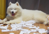 萨摩耶属于什么犬种（犬型）