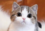 怀孕的猫能洗澡吗(有影响吗)