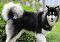 阿拉斯加幼犬不吃狗粮怎么办(喂养方法)