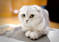 折耳猫发病症状(状态)