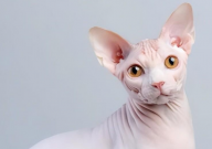 无毛猫是哪国的(发源地)