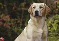 拉布拉多不长个子怎么回事（怎么办）