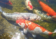 锦鲤晚上可以喂食吗（为什么）