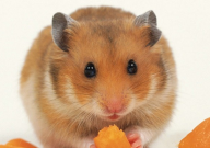 仓鼠吃梨吗(有没有危害)