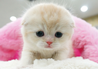 折耳猫什么姿势是犯病(表现)