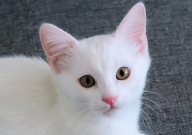 猫可以吃什么零食(小卖部有的)