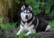 哈士奇吃草是什么原因（没事吗）