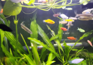 斑马鱼如何分辨公母(辨别)