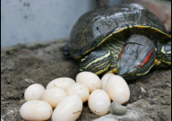 巴西龟什么时候下蛋（产卵）