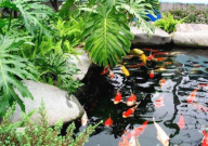 锦鲤池水面有泡沫怎么办(原因)