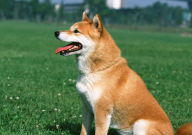 狗狗跑丢了怎么办(会跑很远吗)