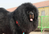 关于藏獒的小说有哪些(名字)