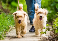 养狗必备用品（清单大全）