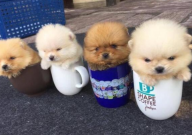 茶杯犬能吃棒棒糖吗(为什么)