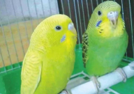 虎皮鹦鹉母的会说话吗（为什么）