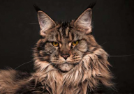 缅因猫为什么这么贵(原因)