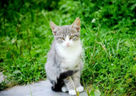 宠物猫可以吃苹果吗(为什么)