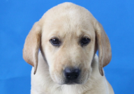 拉布拉多和马犬杂交狗怎么样（好吗）