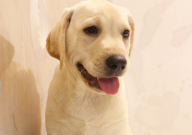 拉布拉多可以吃西瓜吗（为什么）