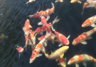 锦鲤吃肉类吗(会死吗)