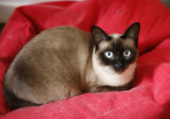 暹罗猫太瘦怎么回事(怎么办)