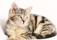 人们喜欢养宠物的原因(是什么)