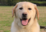 拉布拉多好养吗（优缺点有哪些）