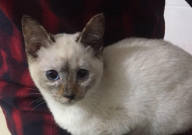 暹罗猫呕吐是怎么回事（是什么原因）