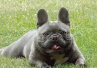 斗牛犬和恶霸犬区别(有什么)