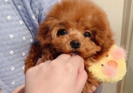 茶杯犬喜欢玩什么（玩具）