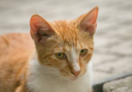 猫总在猫砂盆里趴着怎么回事(正常吗)