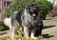 高加索犬怎么喂养(最好)
