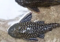 清道夫是淡水鱼吗（还是咸水鱼）