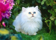 波斯猫为什么不能养(养的人很少)