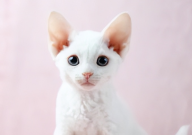 德文卷毛猫是低敏猫吗(还是高敏)